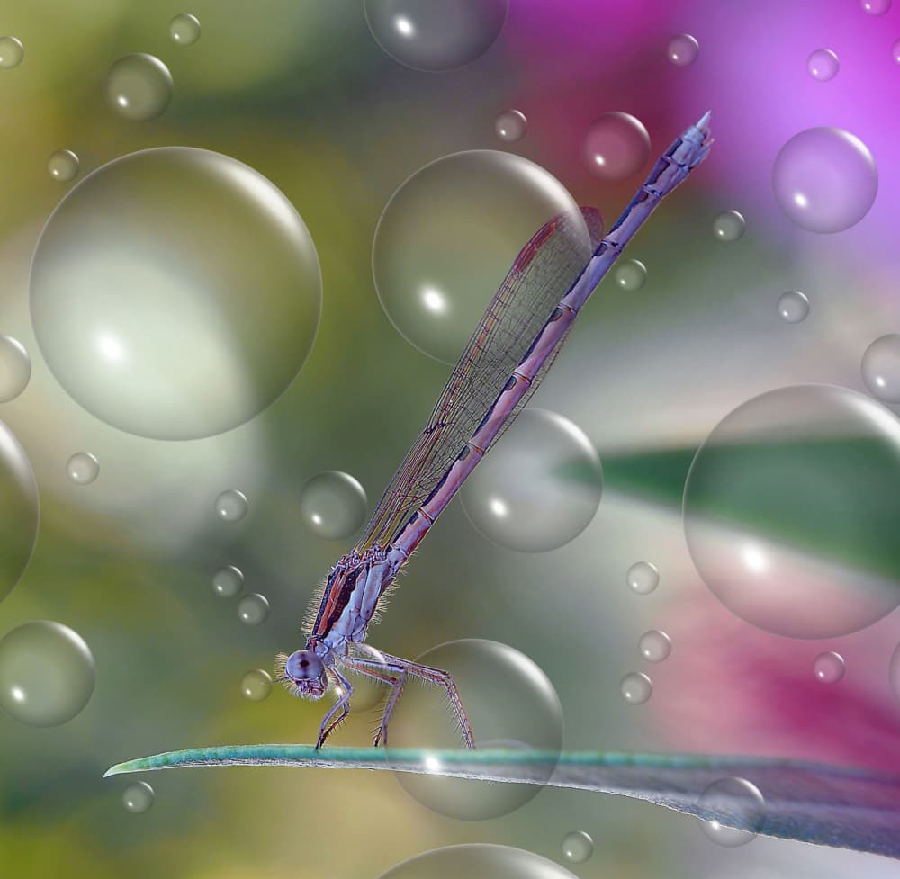 Delicate Damselfly Bubbles by Thierry Dufour — canvas wall art