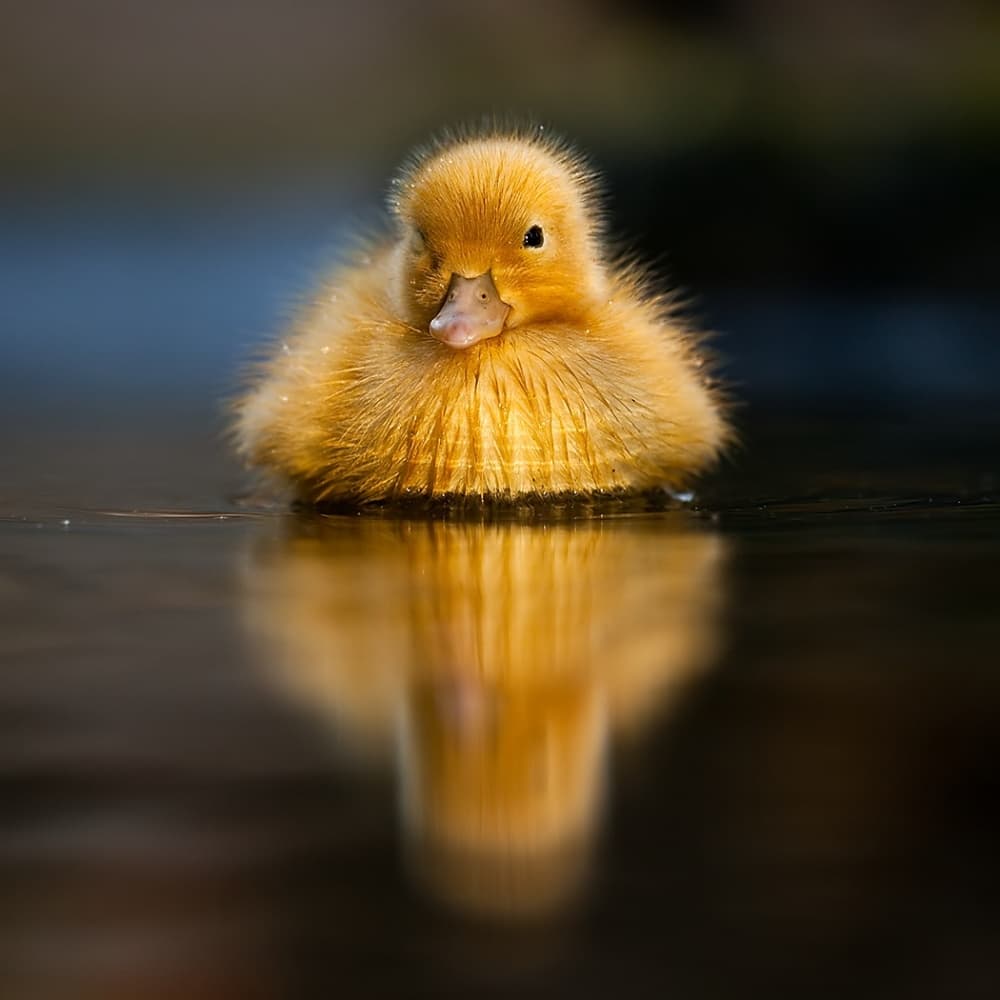 Serene Duckling Reflection by Robert Adamec — canvas wall art