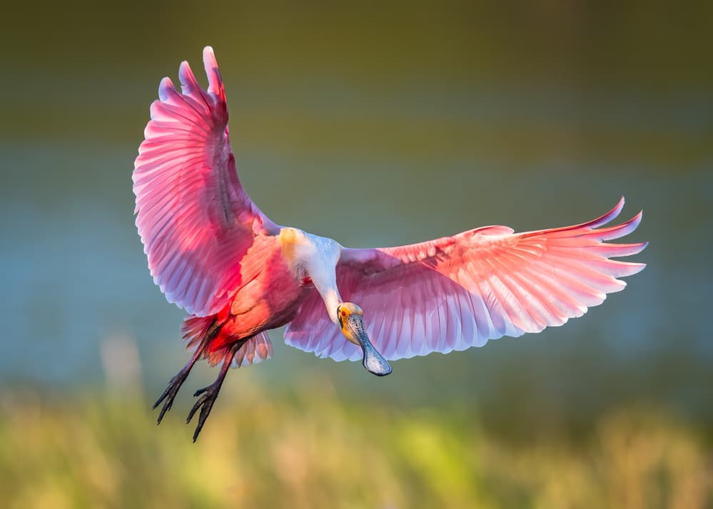 Roseate Spoonbill In Flight by C. Mei — canvas wall art