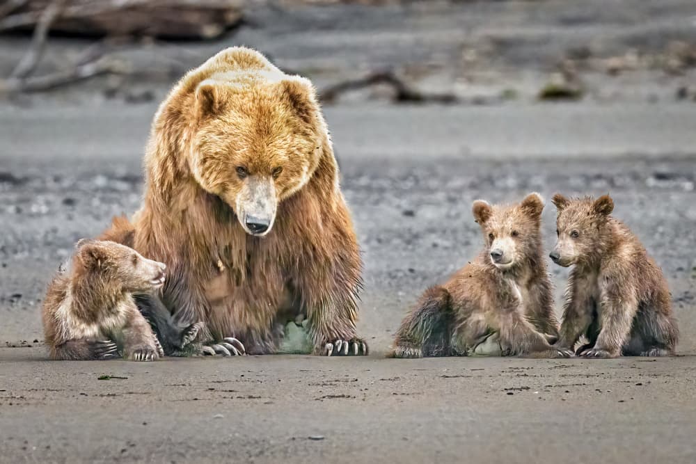 Coastal Bear Family by Jeffrey C. Sink — canvas wall art
