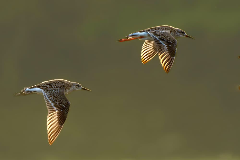 Birds in Golden Flight by Rajat Dhesi — canvas wall art