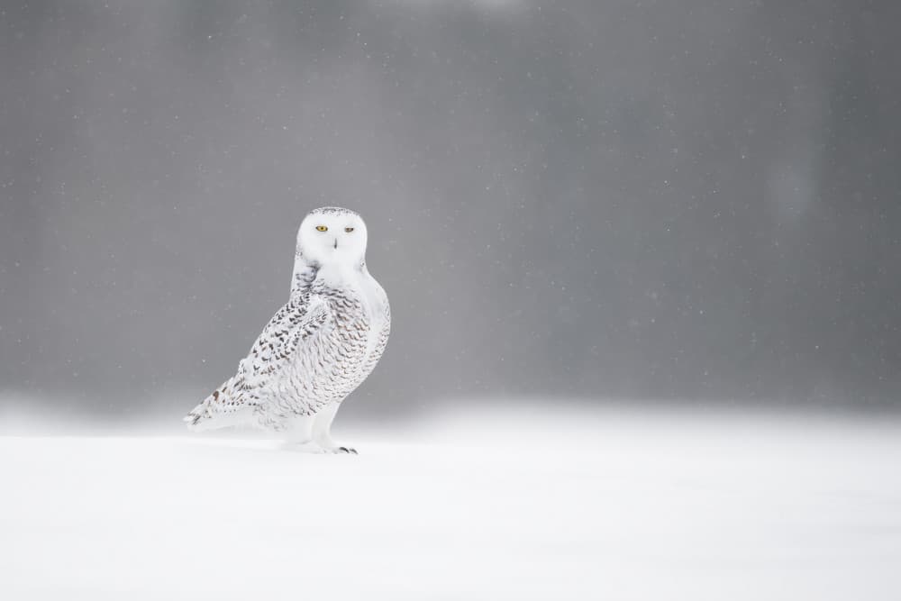 Snowy Owl in Winter by Marco Pozzi — canvas wall art
