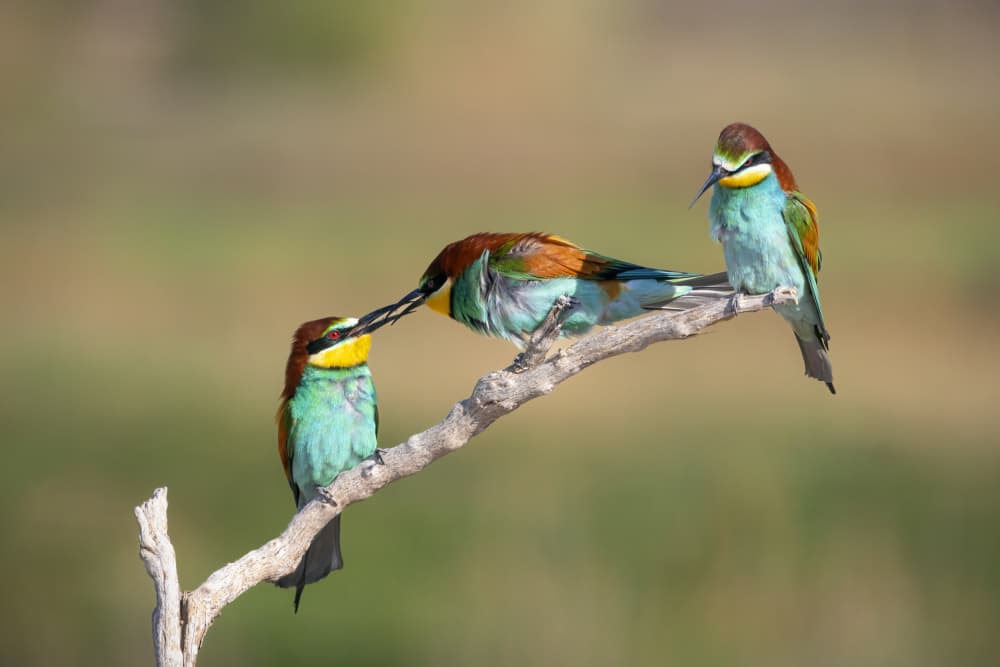 Colorful Bee-eaters Feeding by TONY GORAN — canvas wall art