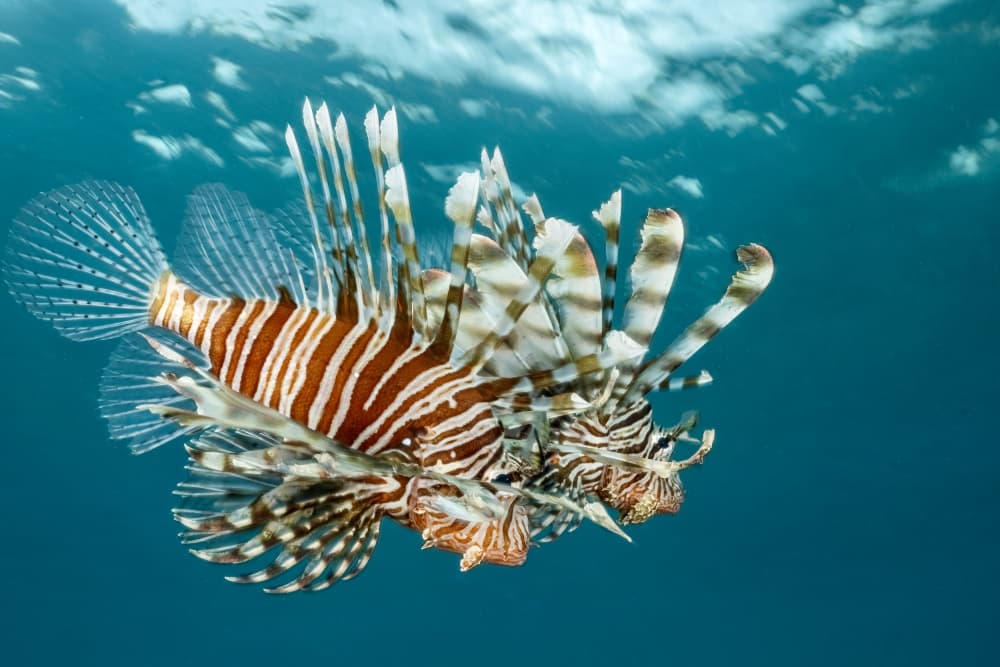 Vibrant Lionfish Swim by Serge Melesan — canvas wall art