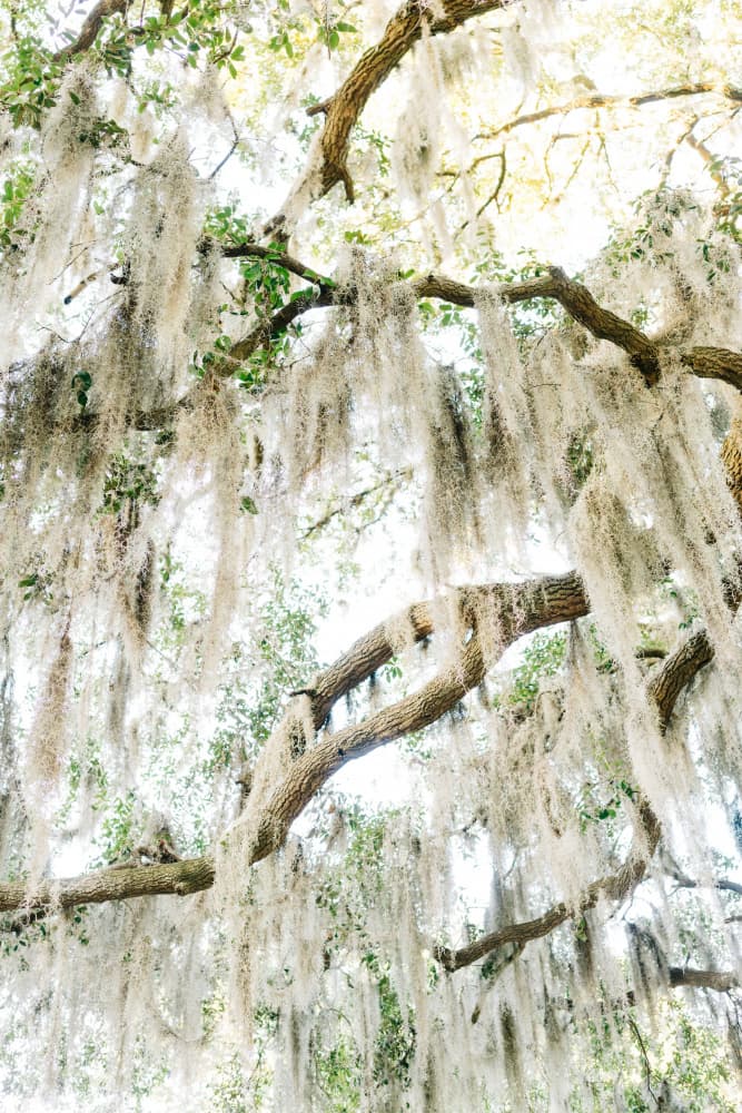 Ethereal Spanish Moss Tree by Bethany Young — canvas wall art