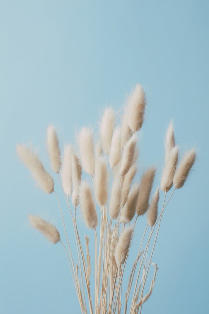 Fluffy Bunny Tails by Pictufy Studio III — canvas wall art