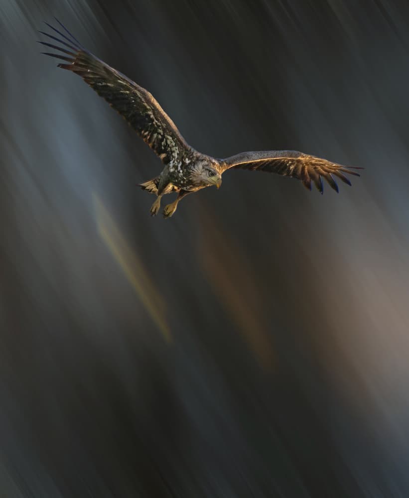Majestic Eagle Soaring by Allan Wallberg — canvas wall art