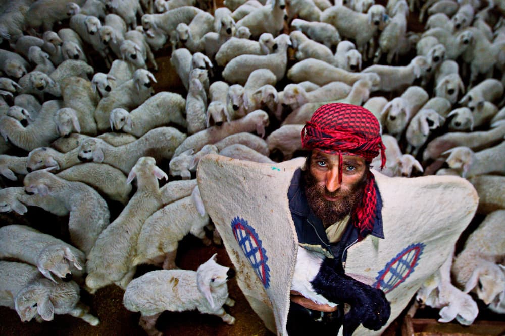 Shepherd and His Flock by Mustafa Binol — canvas wall art