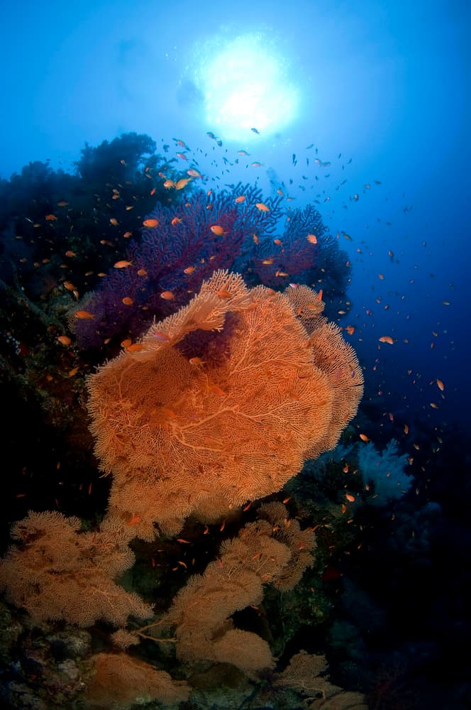 Vibrant Coral Reef Sunlight by Ilan Ben Tov — canvas wall art