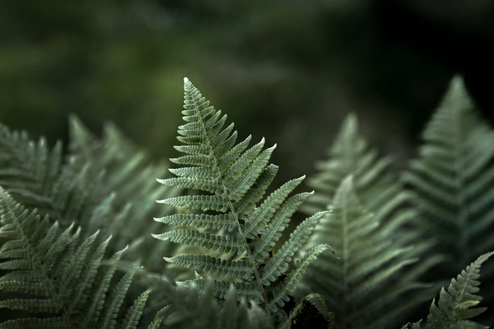 Forest Fern Glow by EMELIEmaria — canvas wall art