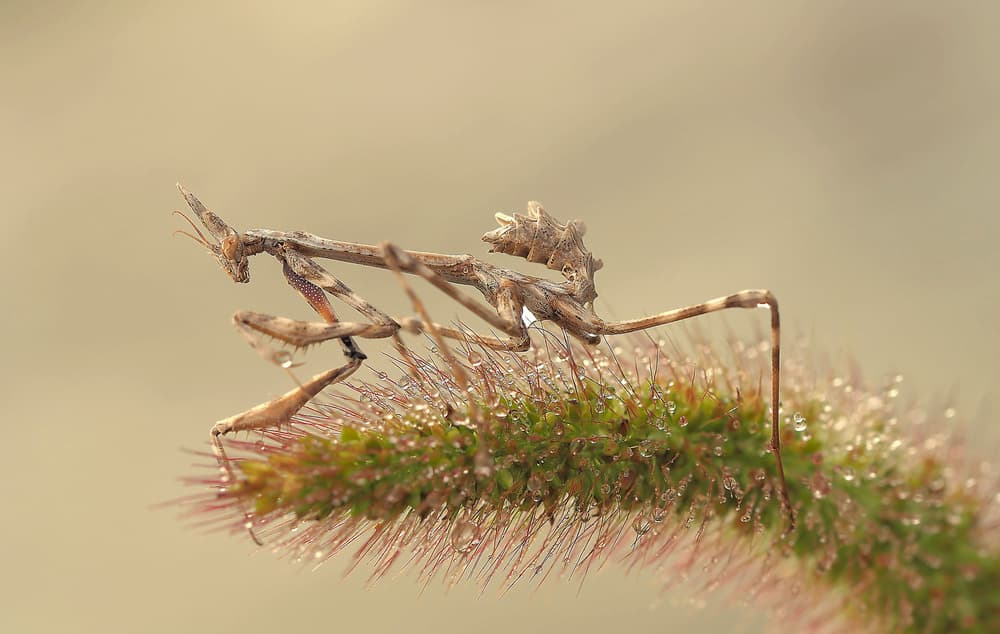 Praying Mantis Morning Dew by Thierry Dufour — canvas wall art