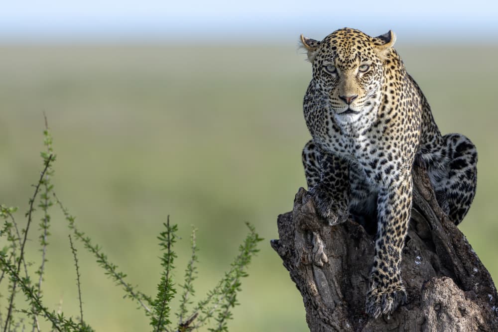 Watchful Savanna Leopard by Alessandro Catta — canvas wall art