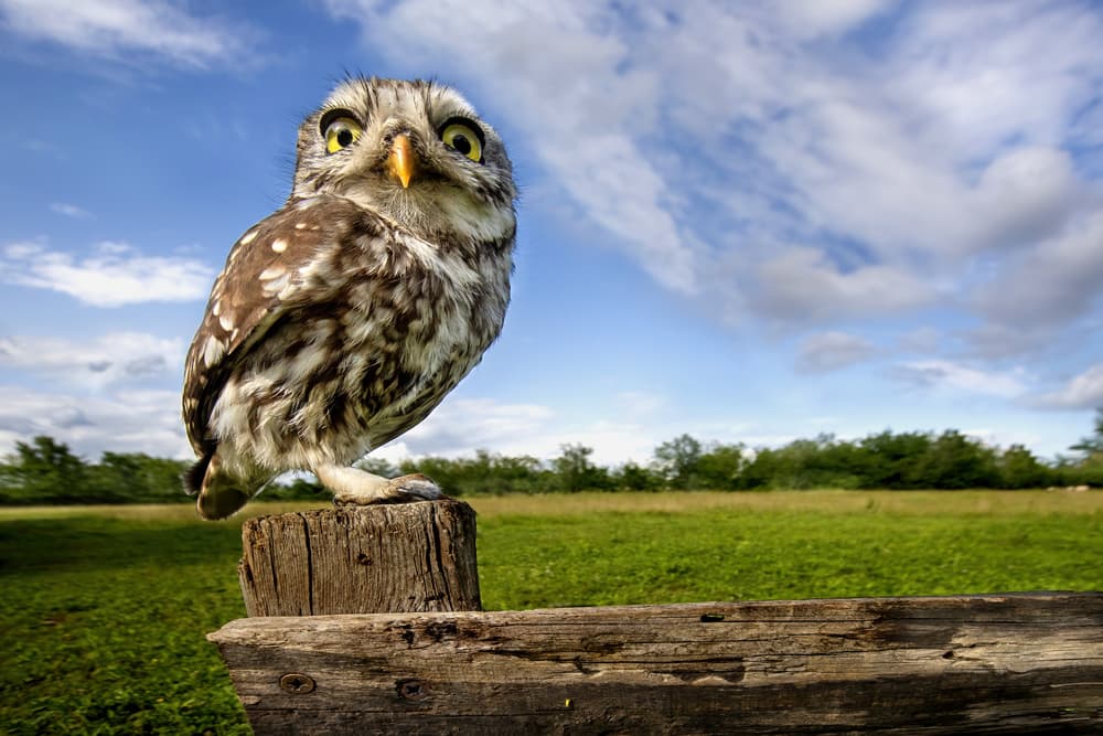 Curious Little Owl by Marco Redaelli — canvas wall art