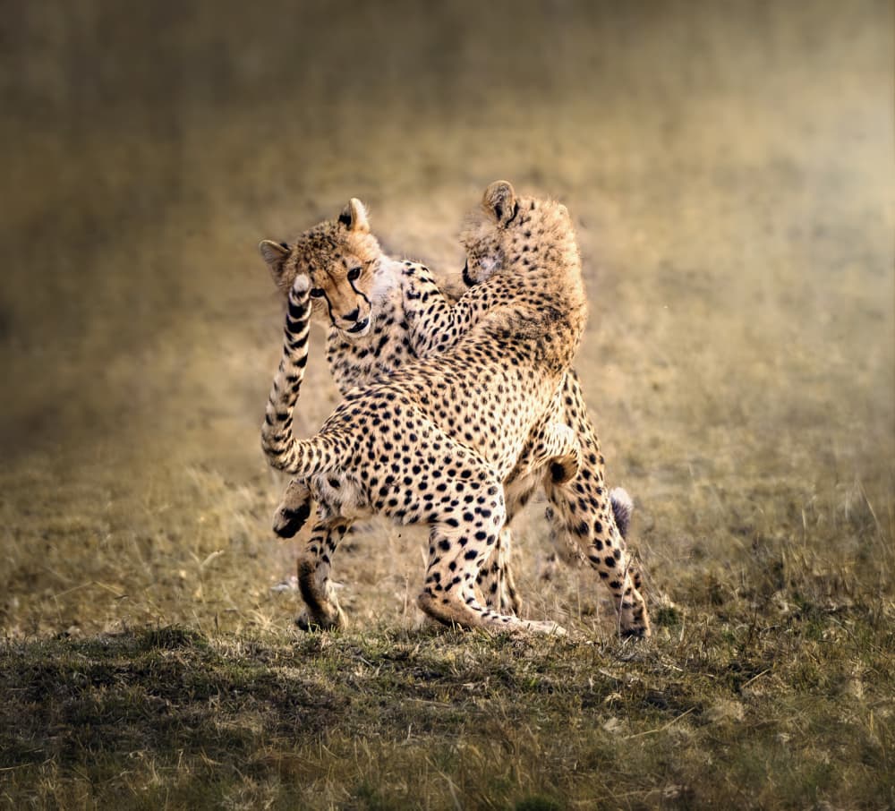 Playful Cheetah Cubs by Anna Zhang — canvas wall art