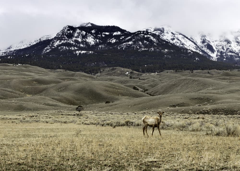 Elk in Mountain Landscape by Christian Lindgren — canvas wall art
