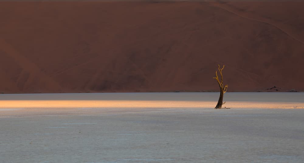 Golden Desert Tree by Roberto Marchegiani — canvas wall art