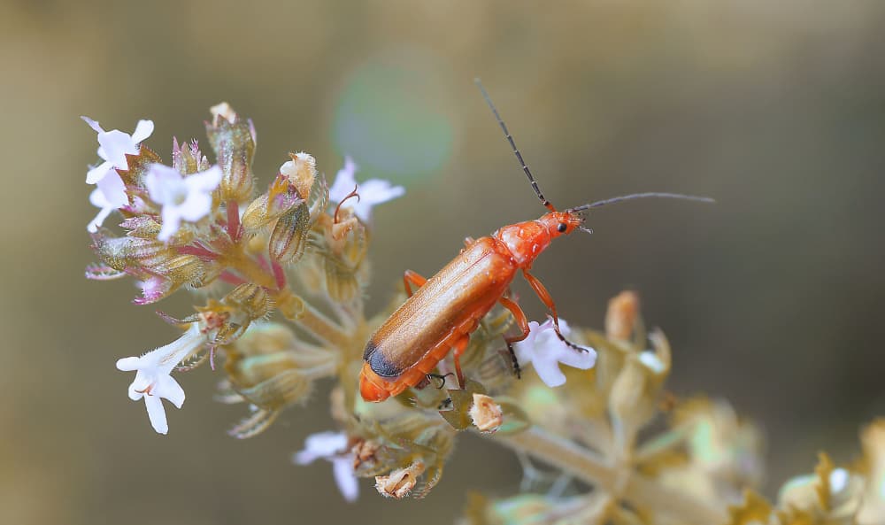 Orange Beetle on Flower by Thierry Dufour — canvas wall art