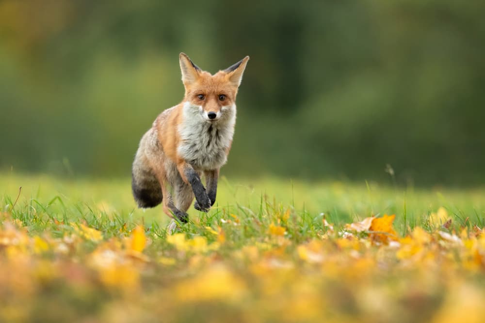 Running Red Fox by Milan Zygmunt — canvas wall art