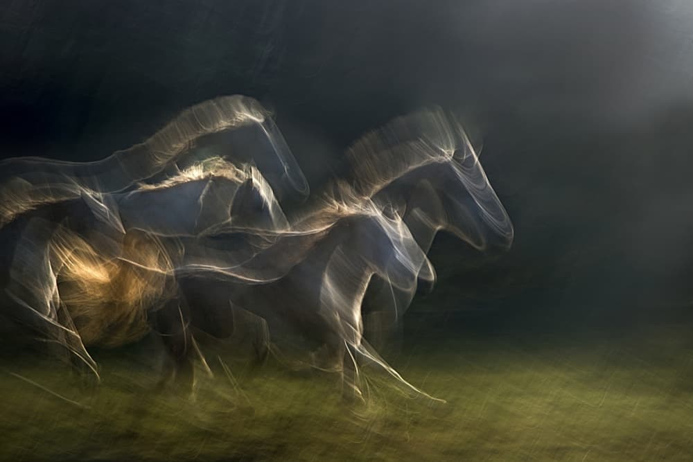 Luminous Horse Motion by Milan Malovrh — canvas wall art