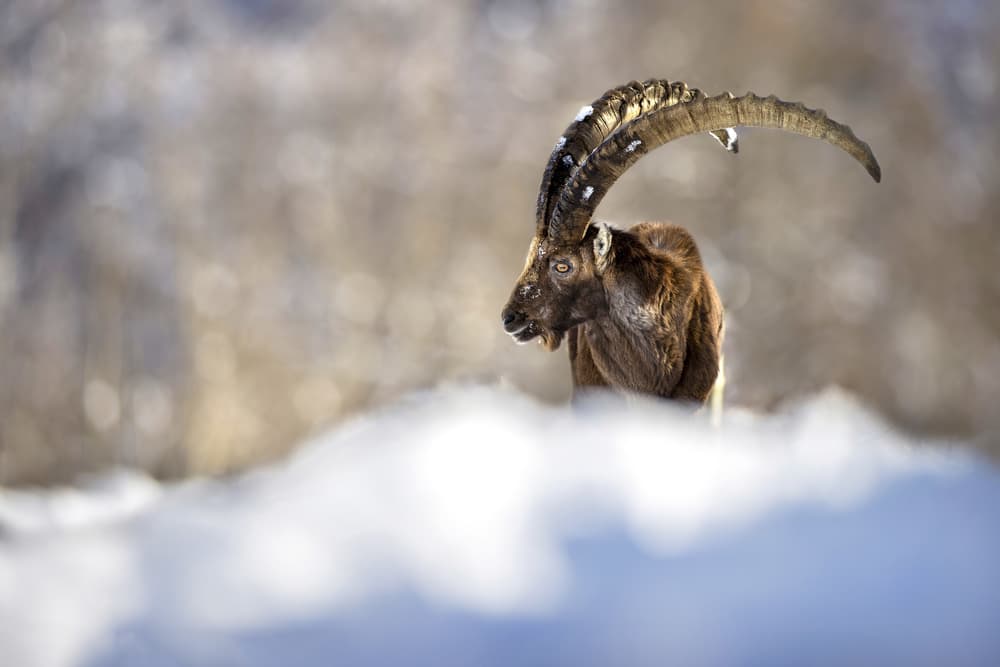 Alpine Ibex In Snow by Marco Redaelli — canvas wall art