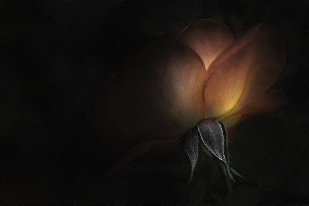 Mysterious Dark Rose by Gilbert Claes — canvas wall art
