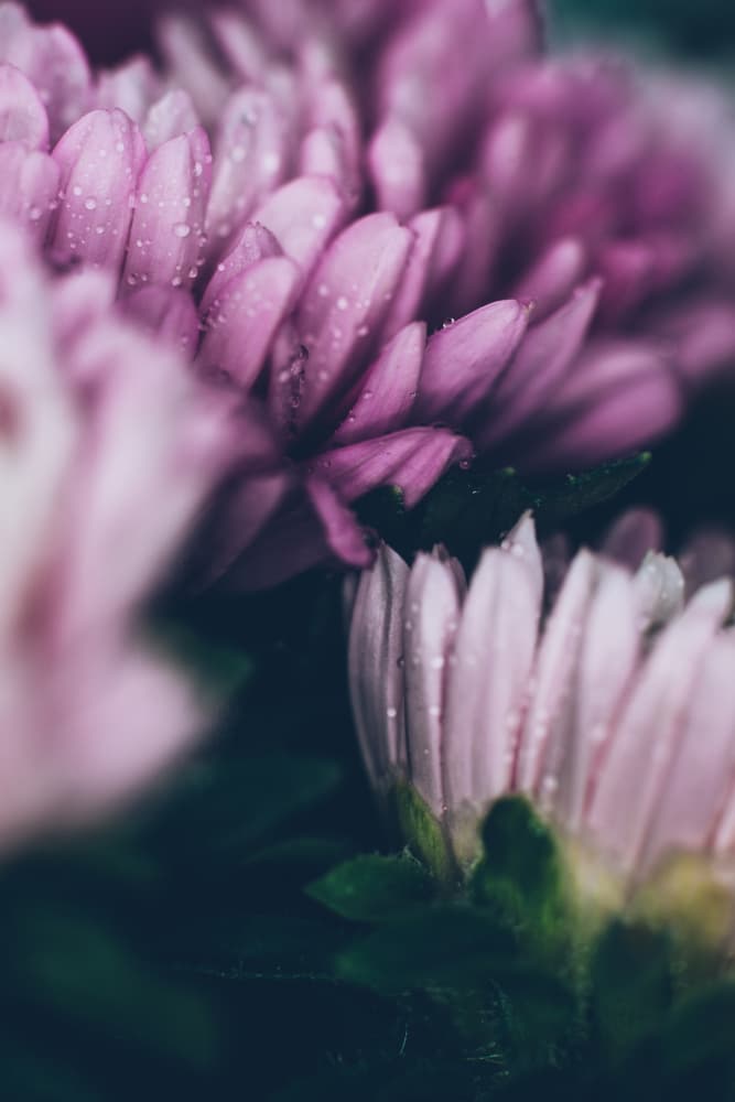 Dewy Pink Blooms by Javier Pardina — canvas wall art