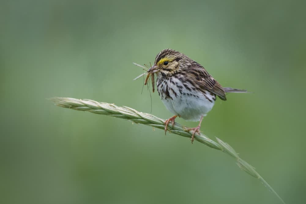 Sparrow's Summer Catch by Qing Zhao — canvas wall art