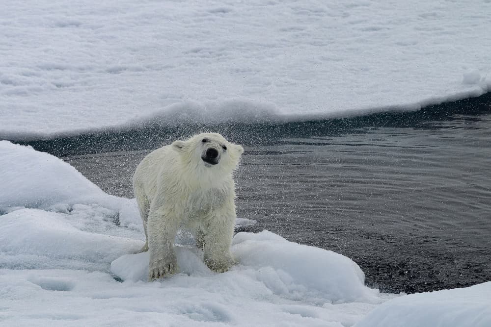 Polar Bear Shaking Water by Som Prasad — canvas wall art
