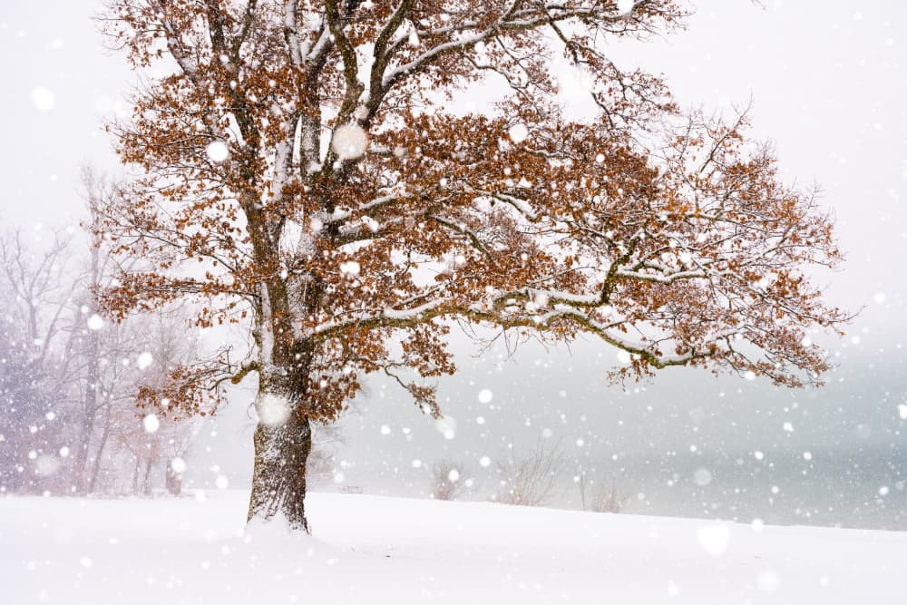 Oak Tree Winter Snowfall by Ulrike Eisenmann — canvas wall art