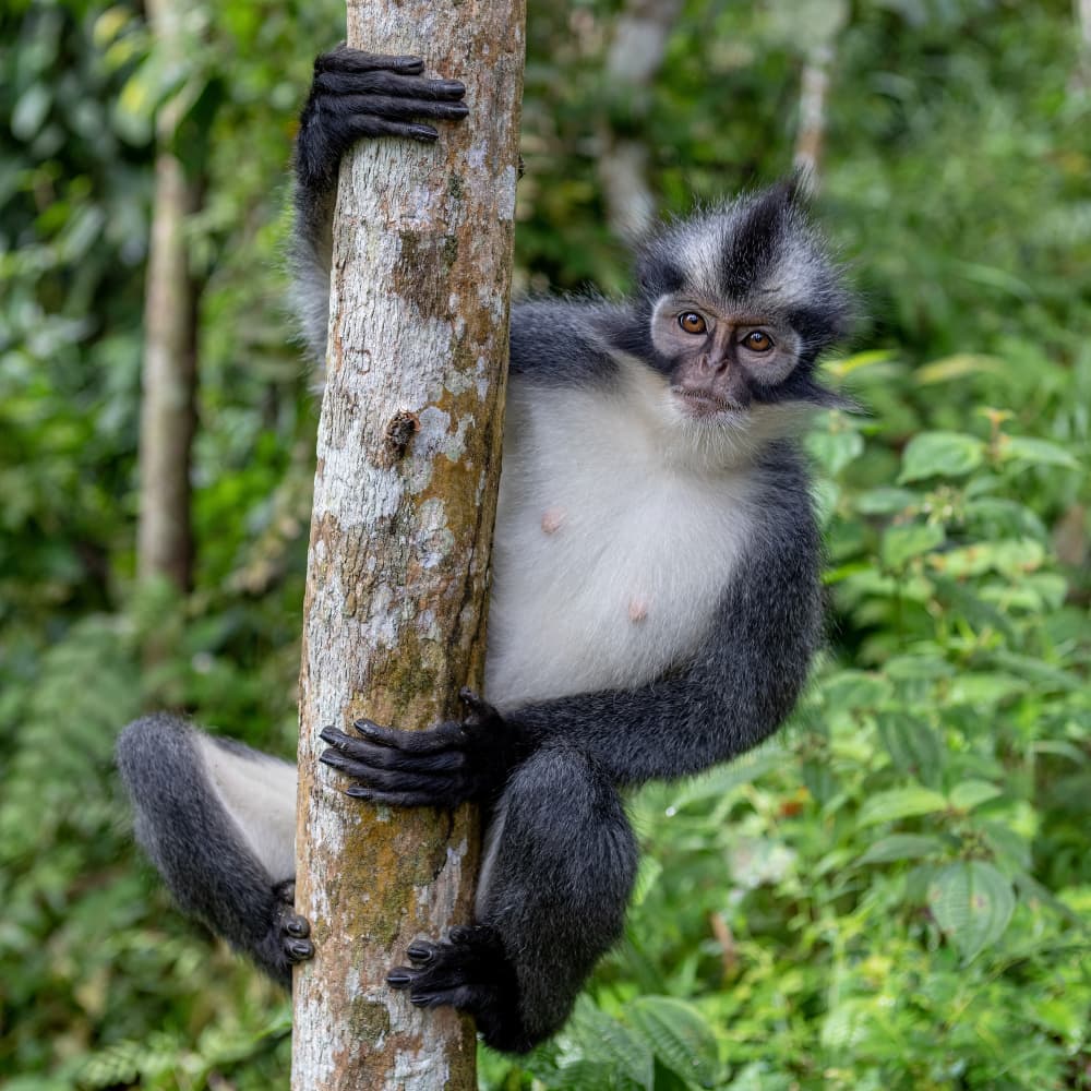 Watchful Jungle Monkey by Alessandro Catta — canvas wall art