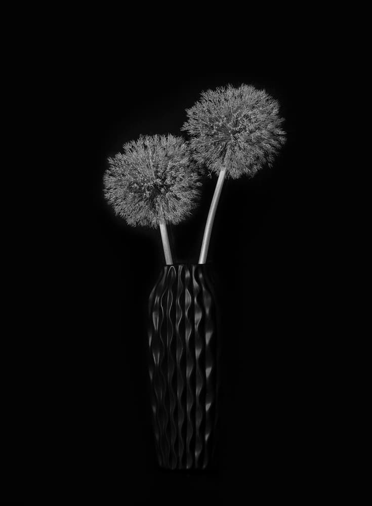 Elegant Dandelion Vase by Lydia Jacobs — canvas wall art