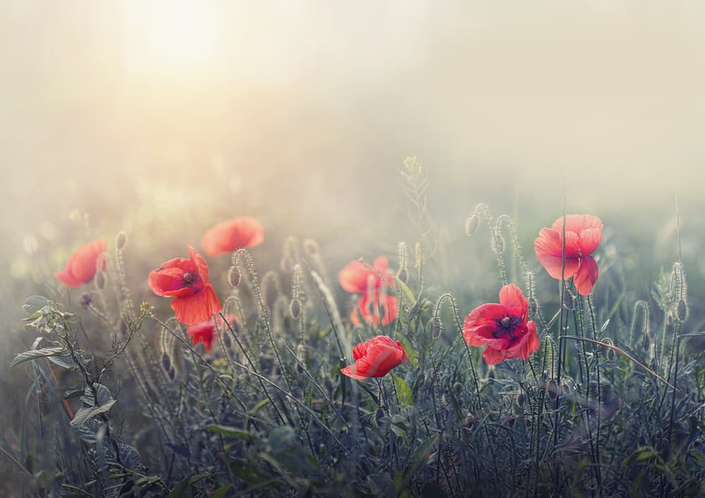 Misty Poppy Field by Dimitar Lazarov - Dim — canvas wall art