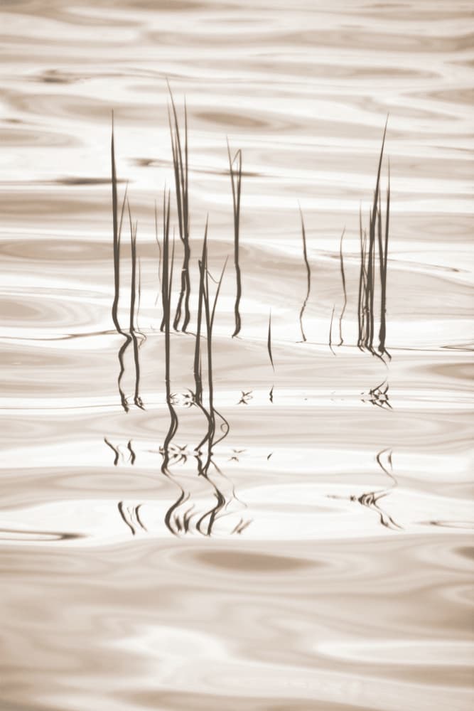 Serene Grass Reflections by Christina Sillen — canvas wall art