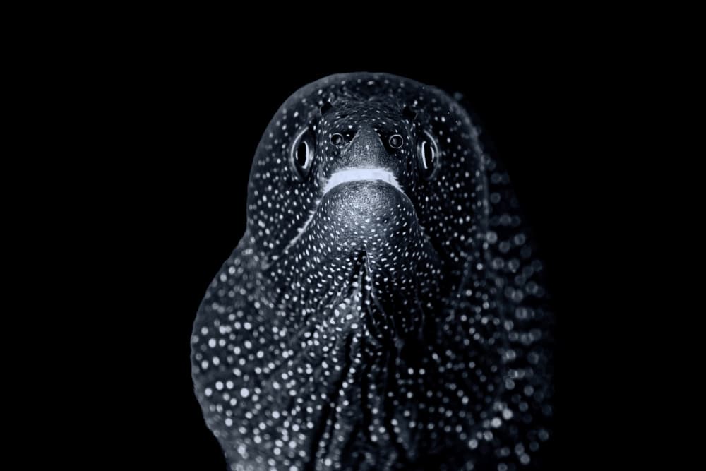 Mysterious Spotted Eel by Serge Melesan — canvas wall art