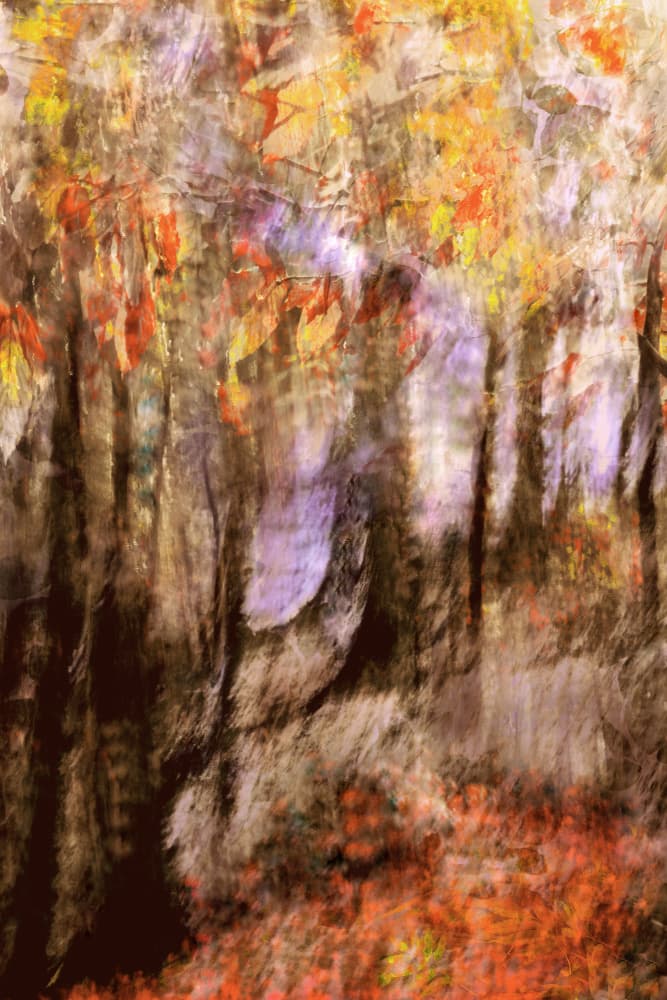 Vibrant Autumn Forest by Christina Sillen — canvas wall art