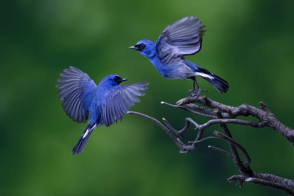 Vibrant Blue Birds by Lisdiyanto Suhardjo — canvas wall art