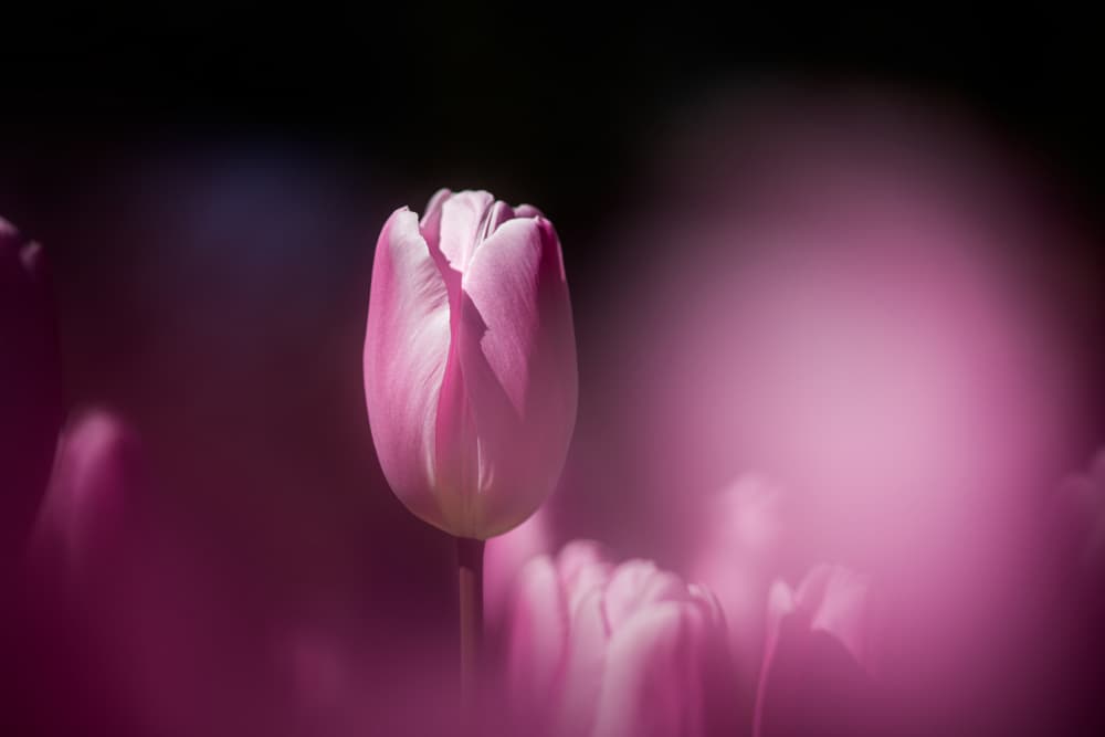 Glowing Pink Tulip by Takashi Suzuki — canvas wall art