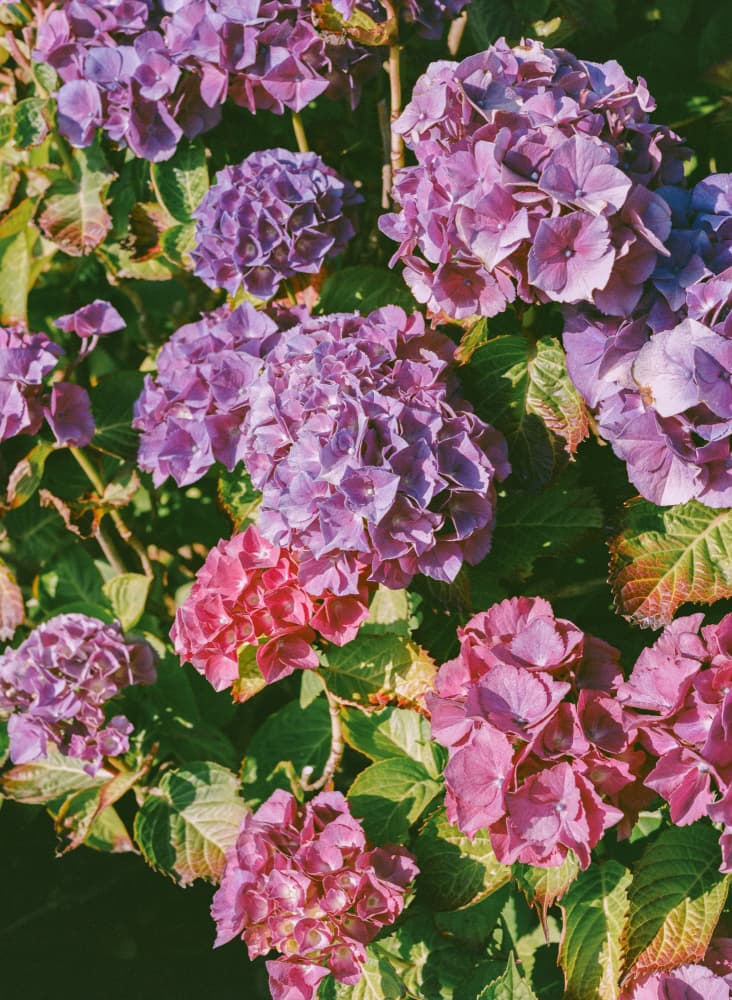 Vibrant Hydrangea Blooms by Bethany Young — canvas wall art