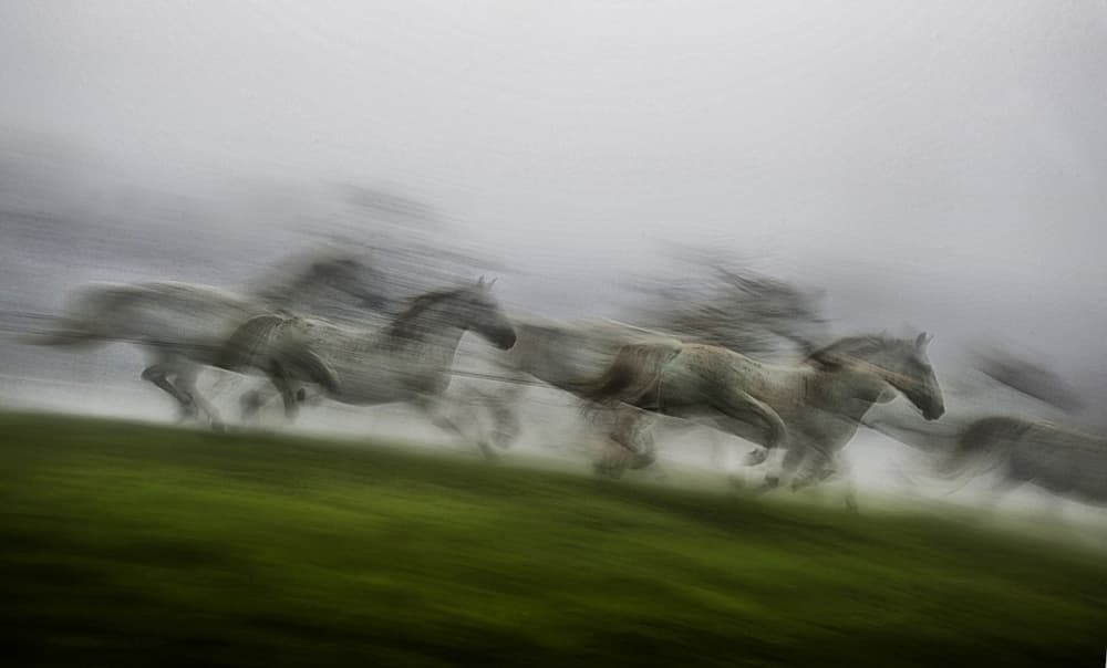 Misty Running Horses by Milan Malovrh — canvas wall art