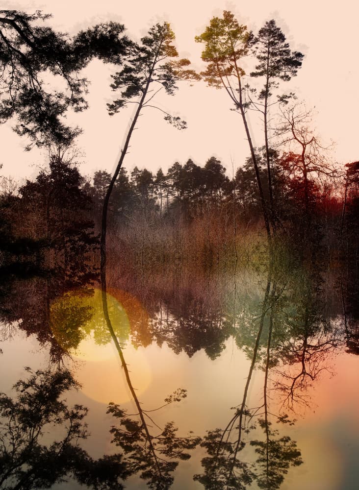 Pines Kissing Reflections by Anna Cseresnjes — canvas wall art