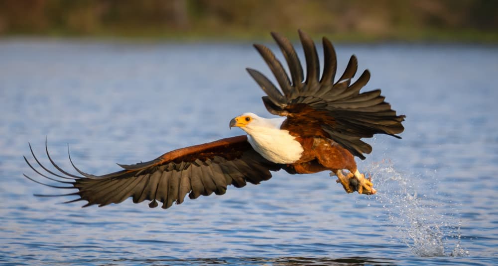 African Fish Eagle Flight by Yanny Liu — canvas wall art
