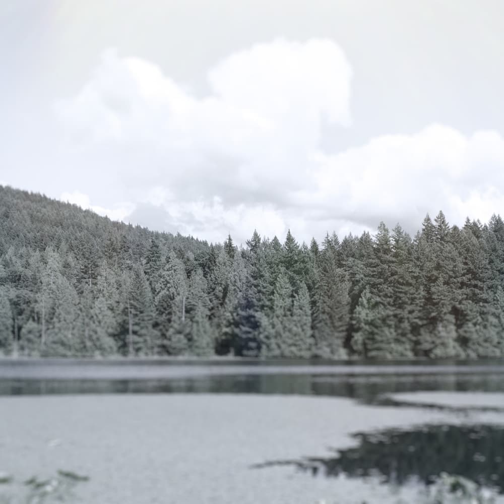 Serene Forest Lake by Lynann Colligan — canvas wall art