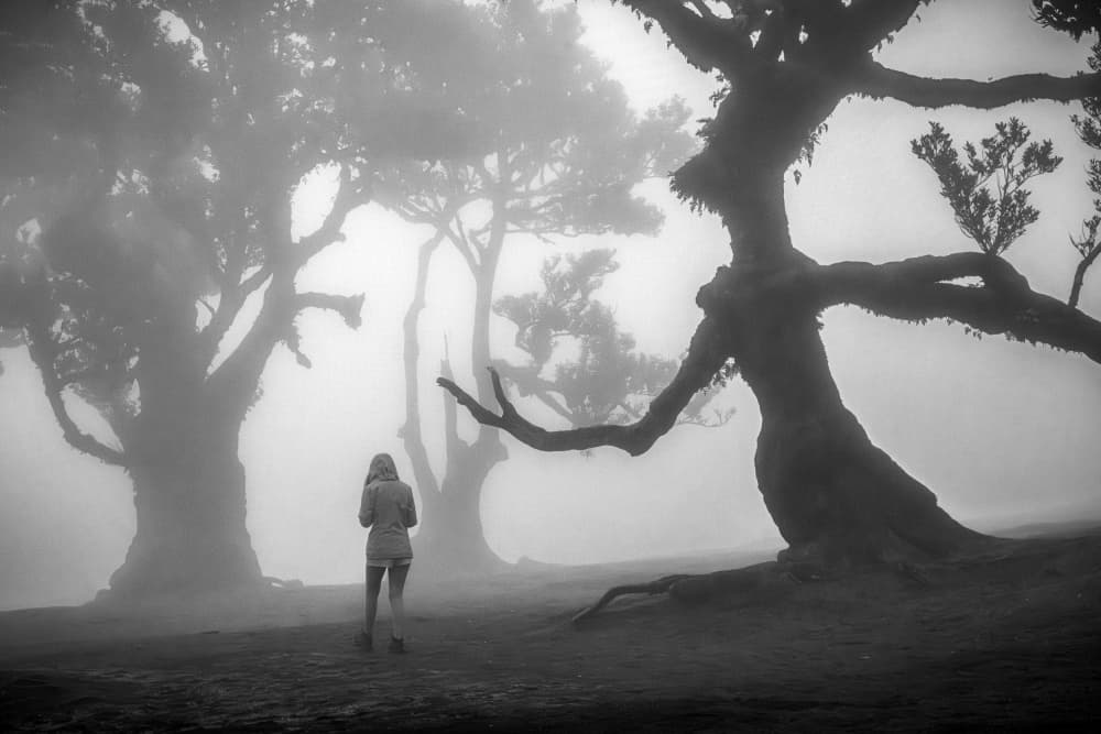 Misty Forest Wander by Joško Šimic — canvas wall art