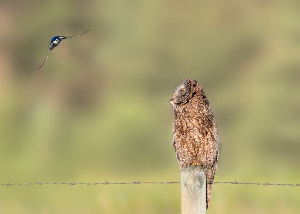 Owl Watching Swallow by Jun Zuo — canvas wall art