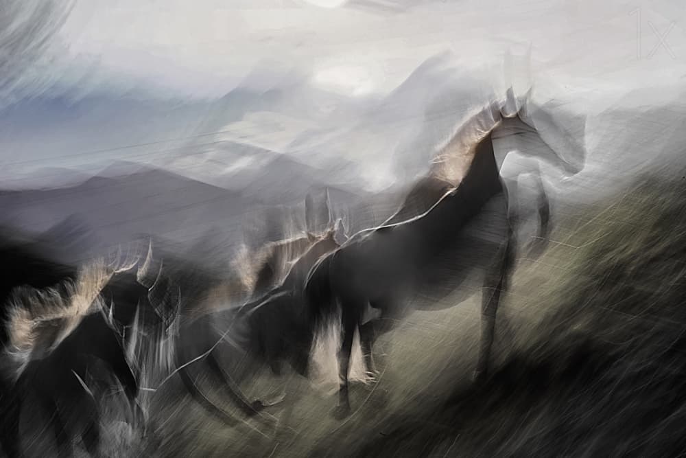Wild Horses in Motion by Milan Malovrh — canvas wall art