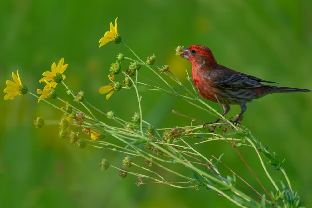 Red Finch Yellow Bloom by Mike He — canvas wall art