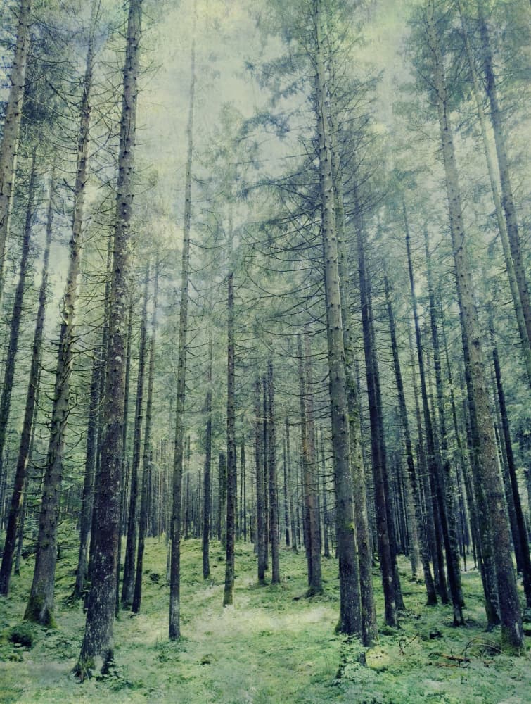 Misty Forest Path by Angelo Cerantola — canvas wall art