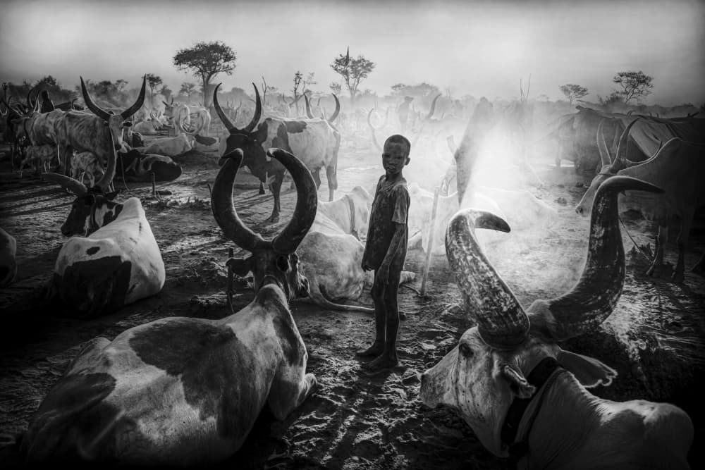 Boy With Watusi Cattle by Svetlin Yosifov — canvas wall art
