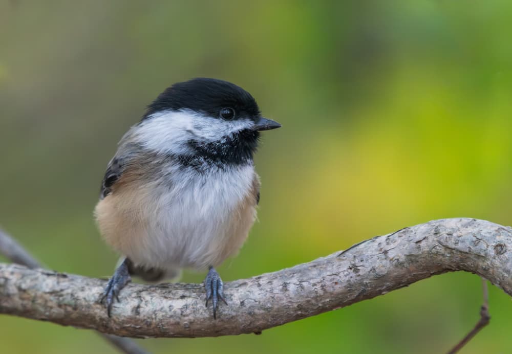 Sweet Chickadee Perch by Xiaobing Tian — canvas wall art