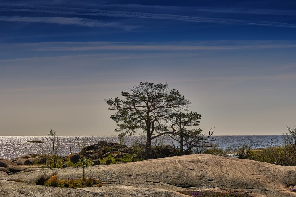Sunlit Coastal Pines by Geertjan Plooijer — canvas wall art